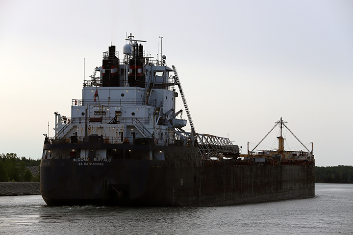 Algoma Buffalo